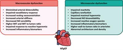 A potential role of autophagy-mediated vascular senescence in the pathophysiology of HFpEF